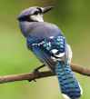 bird-blue-cristata-cyanocitta-45851.jpeg