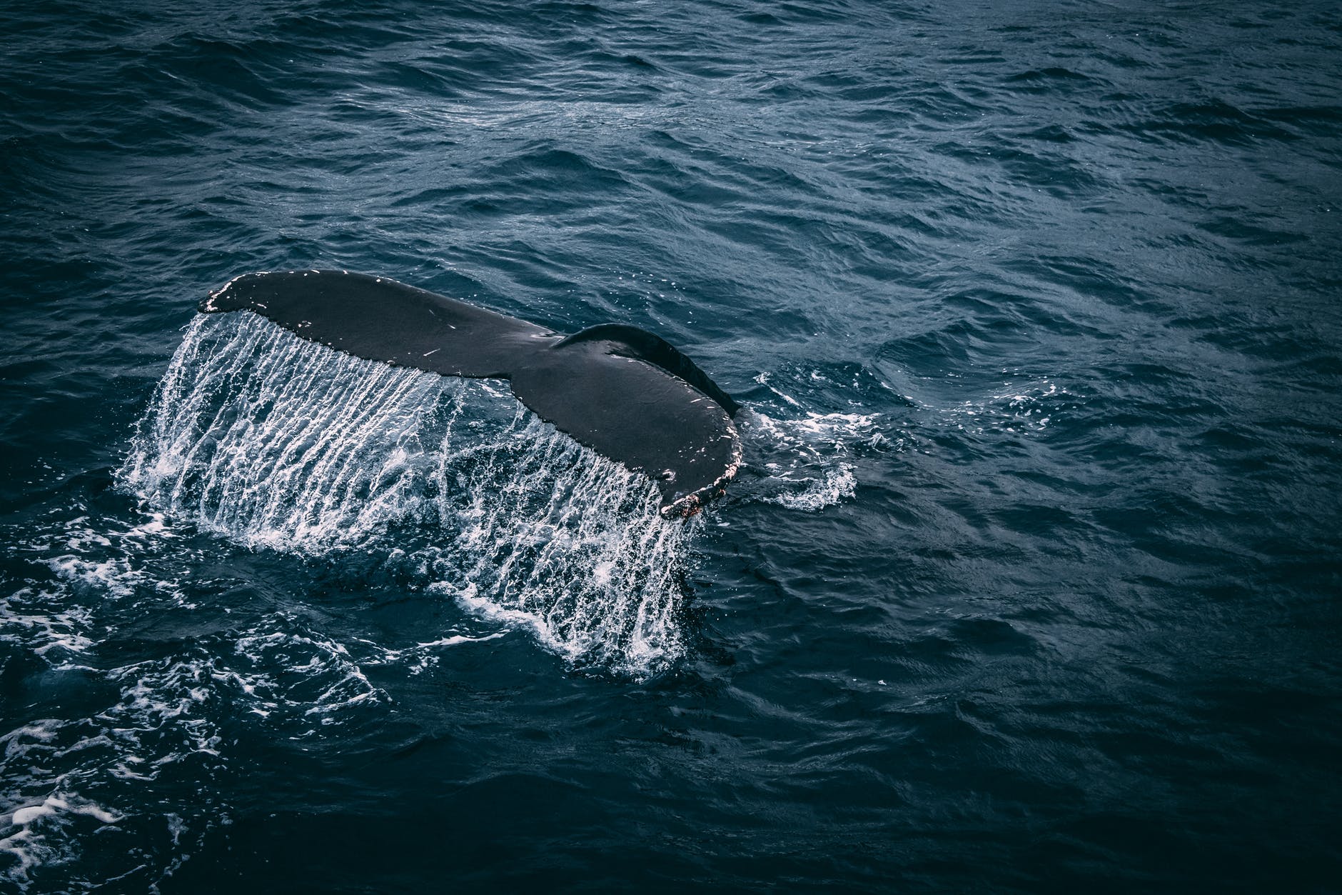 photography of whale tail on water surface